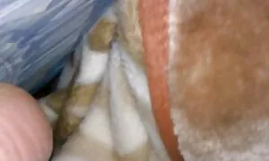 Руно клипове с цици